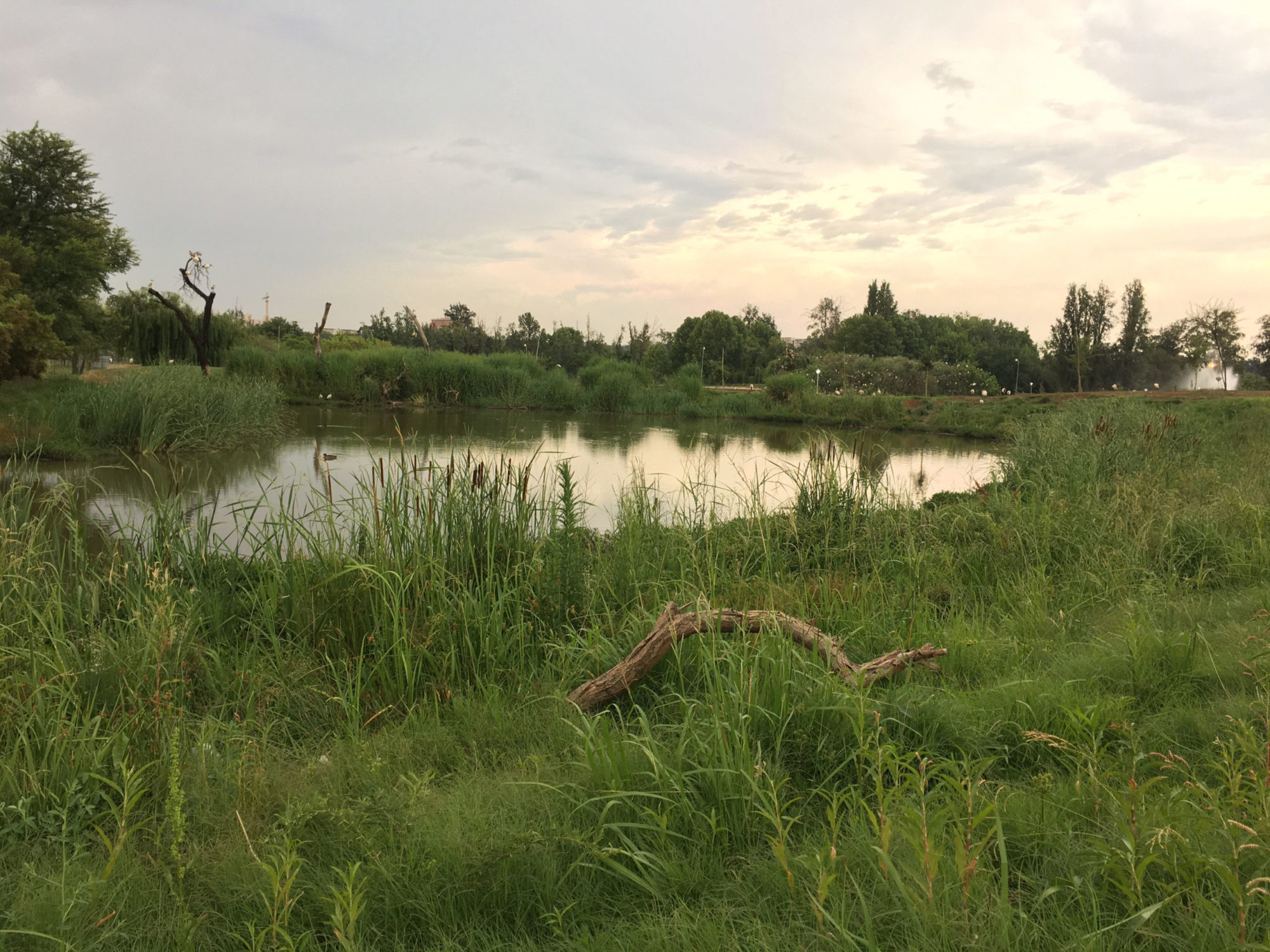 Biodiverse places that connect people to their environment - By the Servest Environmental Team