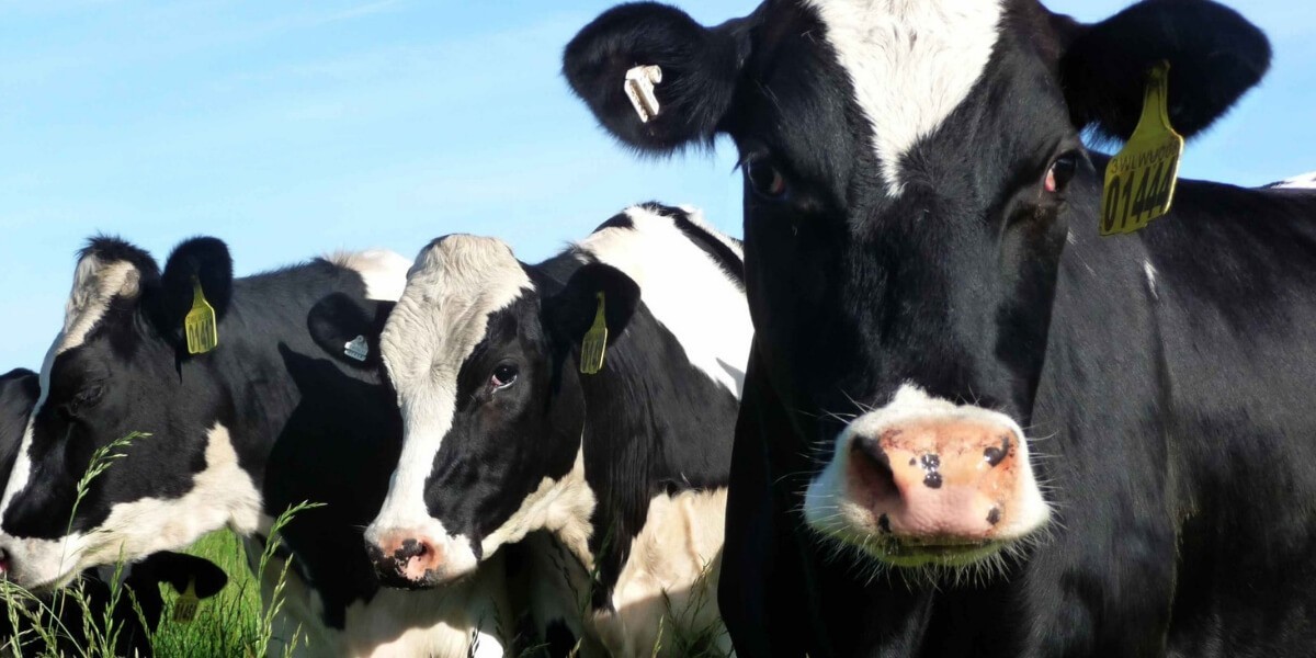 Moo-Vable Assets