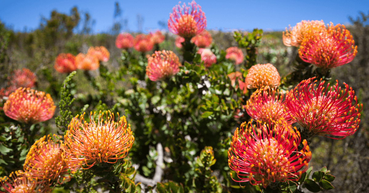 Six Trees for Small Gardens