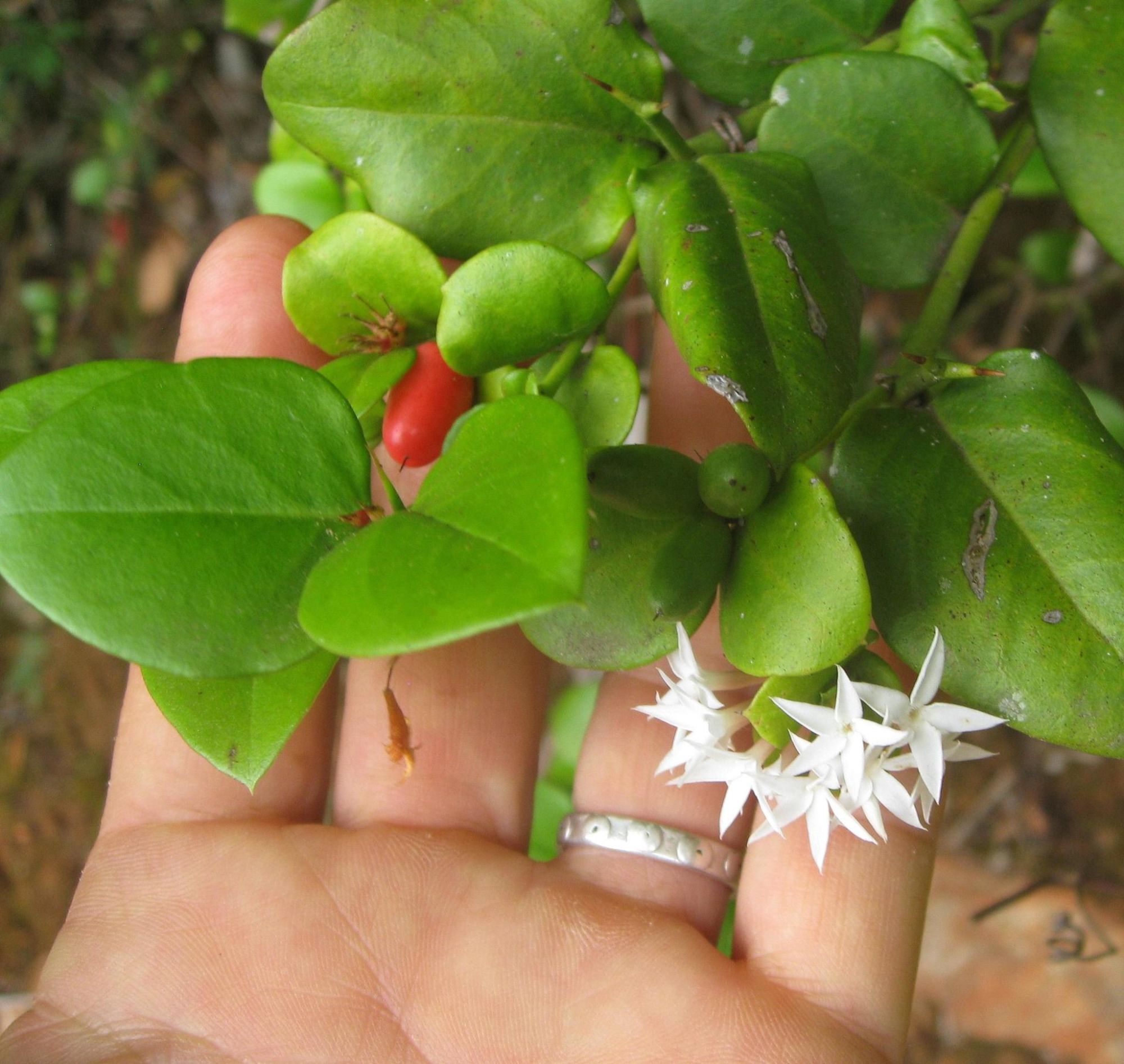 Quick! Which ridiculously handsome South African is wind-resistant, drought-tolerant, security-ready, eminently prunable, easy to grow, farmable, culturally significant, and downright delicious? Answer: the plant with the tastiest name of them all – the num-num.