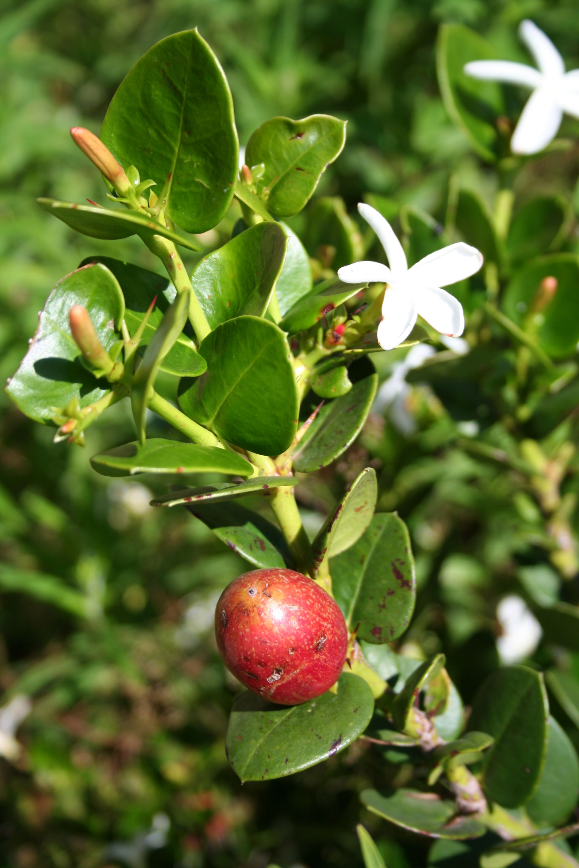 Om nom nom nom num-nums!