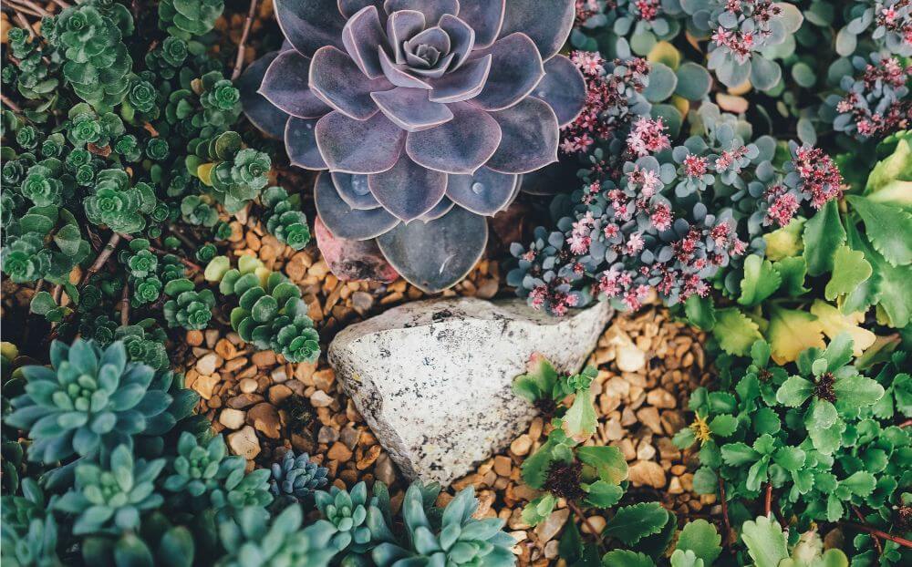 The dry allure of the xeriscape
