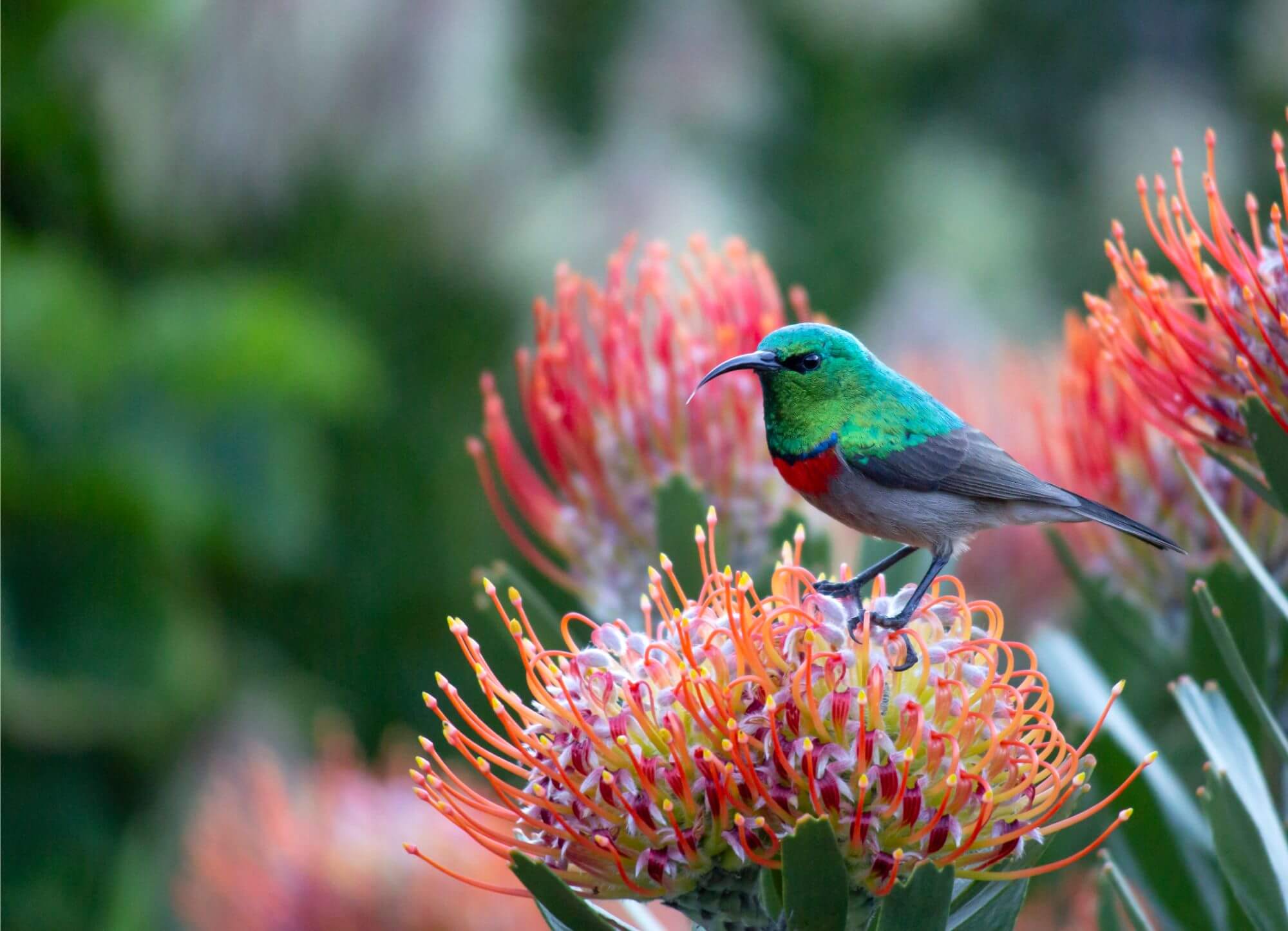 The South African National Biodiversity Institute’s awesome online resources make finding information about the living world around us a genuine pleasure. And if you’re a gardener, developer, or estate manager with a special interest in indigenous plants, it’s a treasure trove almost as rich as biodiversity itself.