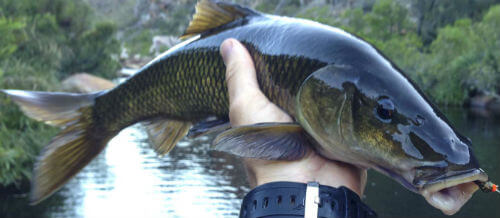 Know your yellowfish Know your yellowfish