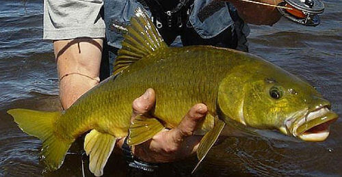 Know your yellowfish Know your yellowfish