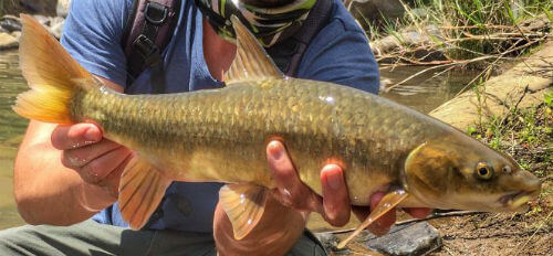 Know your yellowfish Know your yellowfish