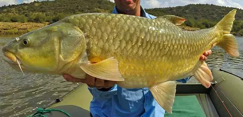 Know your yellowfish Know your yellowfish