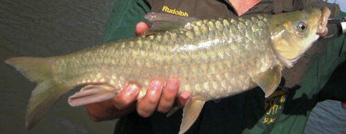 Know your yellowfish Know your yellowfish