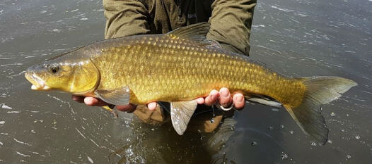 Know your yellowfish Know your yellowfish