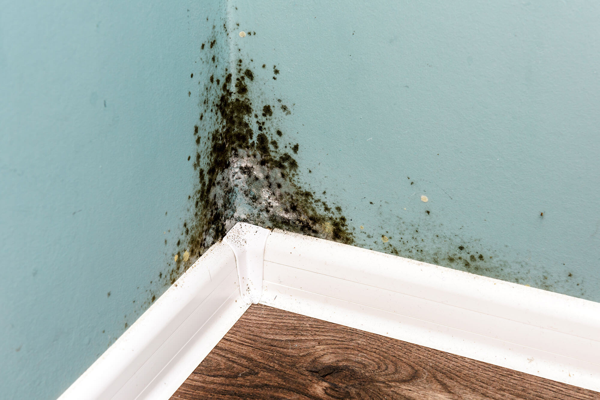 How to control mould in your home
