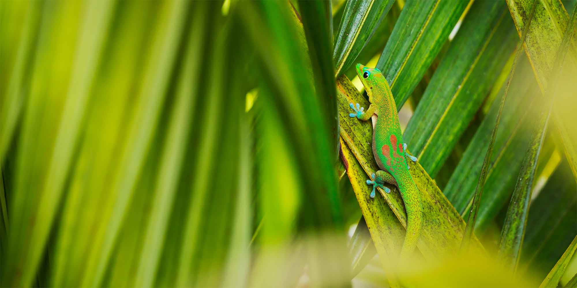 There can be few things as rewarding as watching a healthy natural mini biome unfold in your own garden. A close encounter with one of our amazing four-legged reptiles reminds me that biodiversity can be maintained in even the smallest of suburban gardens.