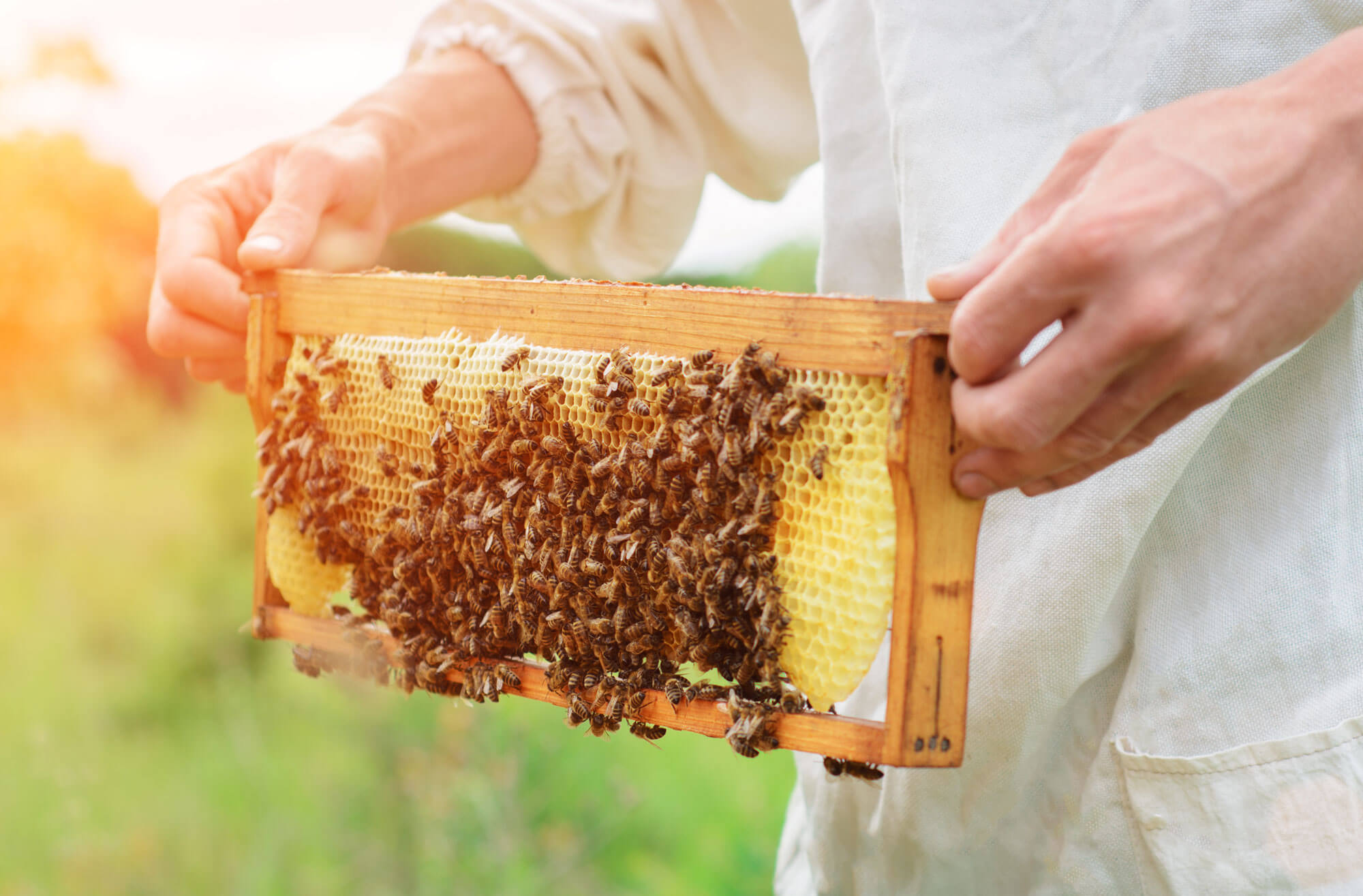 Albert Einstein, who was a pretty smart fellow, did not say: ‘If bees disappeared from the face of the earth, humans would have only about four years left to live.’ But, even though he didn’t say it, if anyone had asked him what would happen if bees disappeared, he may well have answered thus. Okay, Einstein didn’t know much about bees, but Mark Collins does, and he estimates that ‘bees pollinate more than every third mouthful of everything we eat. Without their contribution, we would have a serious problem.’