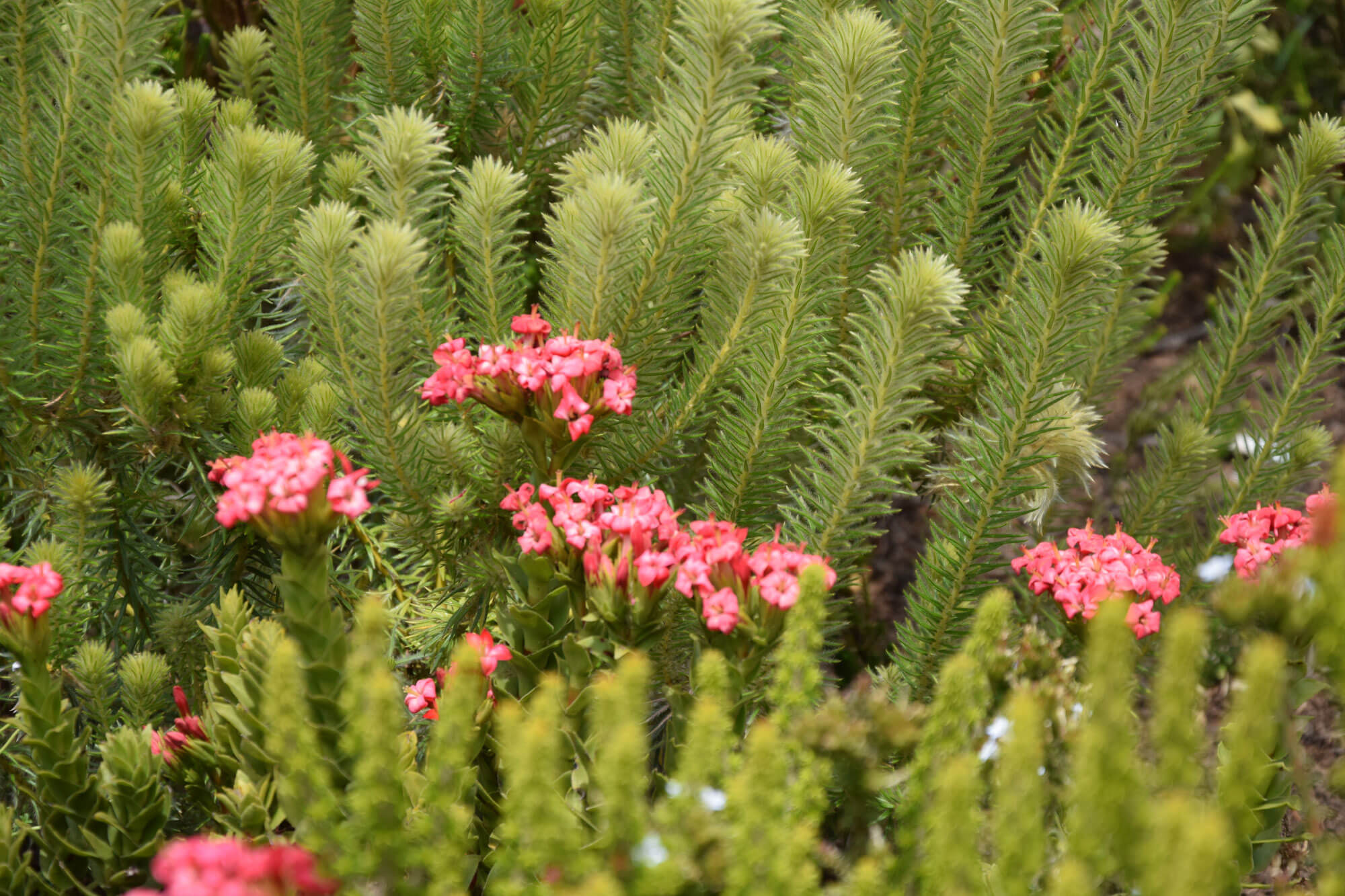 A new cloud-based system that can detect changes in plant communities could be a valuable diagnostic tool to help developers and estate managers to monitor and optimise biodiversity – particularly on large properties with extensive natural areas.