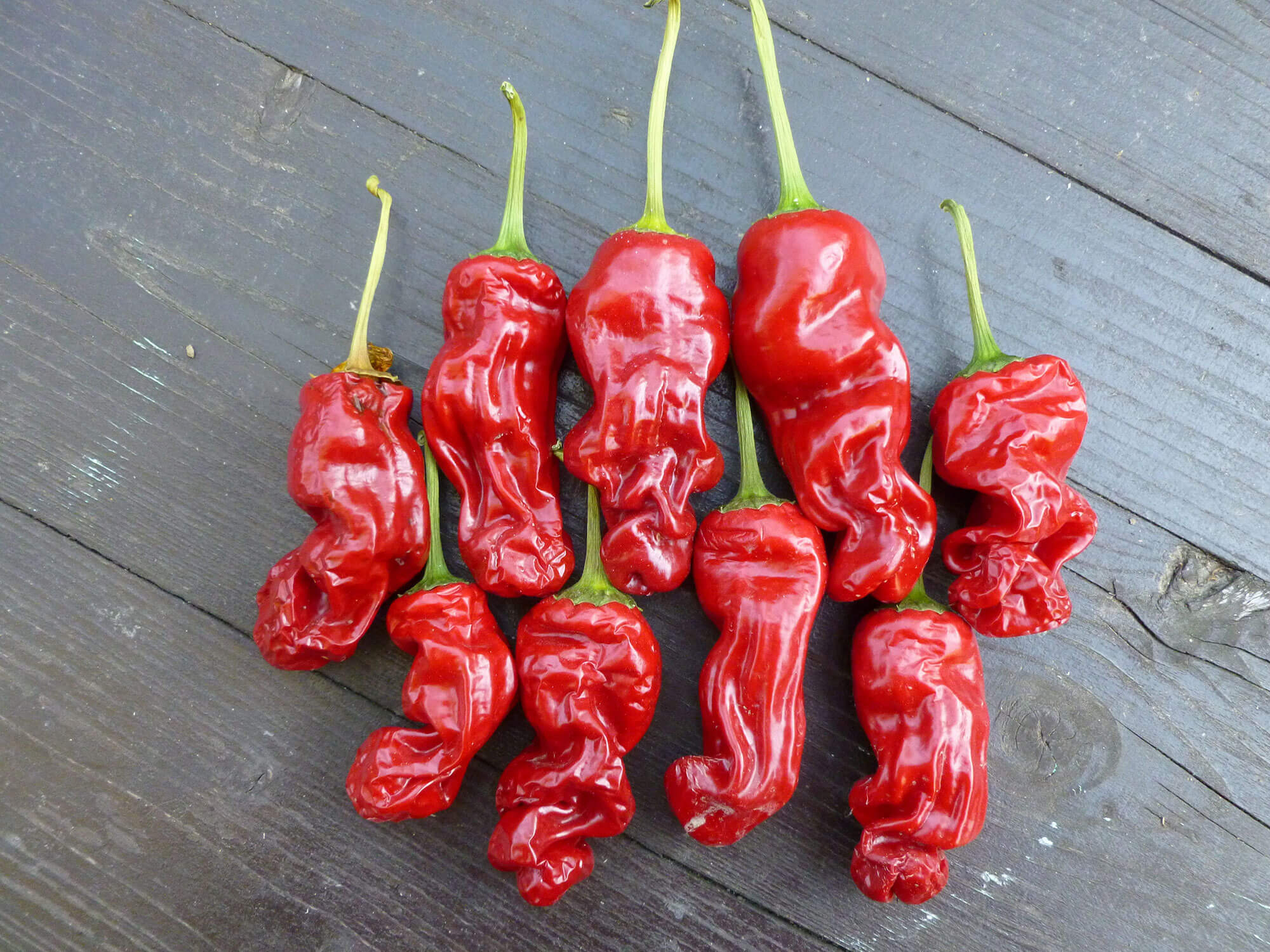 ‘If Peter Piper picked a peck of pickled peppers, where’s the peck of pickled peppers Peter Piper picked?’ You probably recited that – sing-song squeaky voice and all – as a kid, but I’ll bet you had no idea what it was all about. Well, Peter Piper (or Pierre Poivre) was a real person, and his (non-pickled) ‘peppers’ are now in Mauritius. Or at least their descendants are, and you can amble around in their shade inhaling their delicious scent.