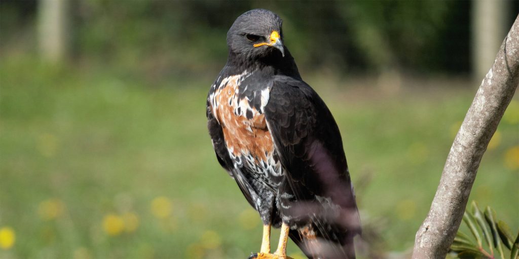 There are so many great reasons for living on Kingswood, and there is something for everyone, no matter your interests or energy levels. And birding is one of the less upfront and in-your-face options, but it’s one that more and more residents are coming to appreciate. It’s an activity that can be enjoyed at any level – and at virtually any time.