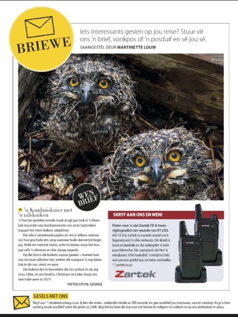 Kingswood's Owls