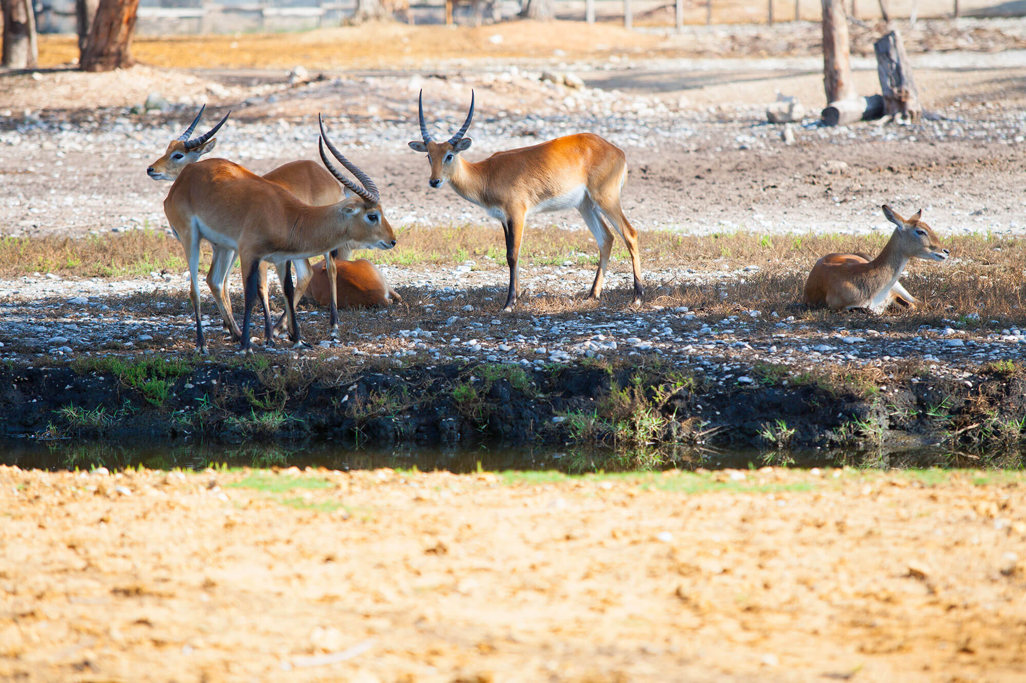Many estate managers already deal with game on site or envisage acquiring animals to attract potential buyers and add to the estate-living experience.