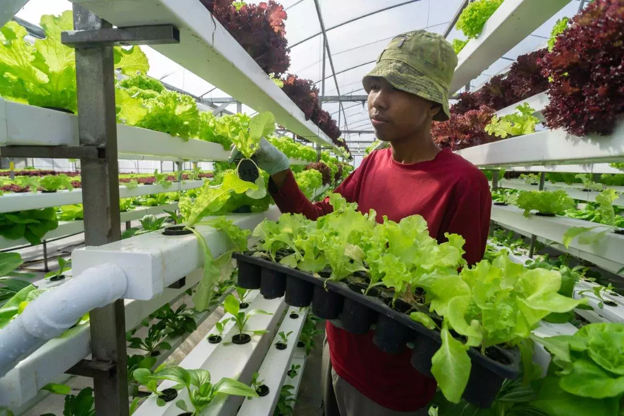 Aquaponics
