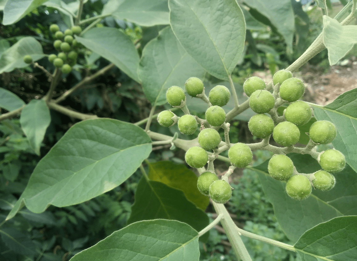 Solanum-mauritianum-small-tree