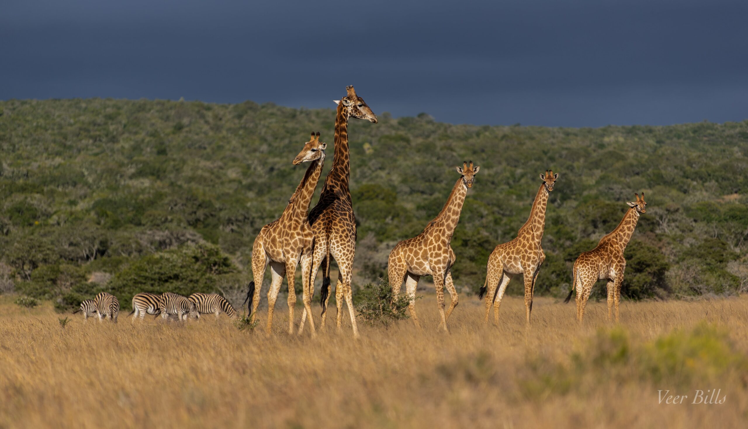 Rewilding as a strategy for economic sustainability