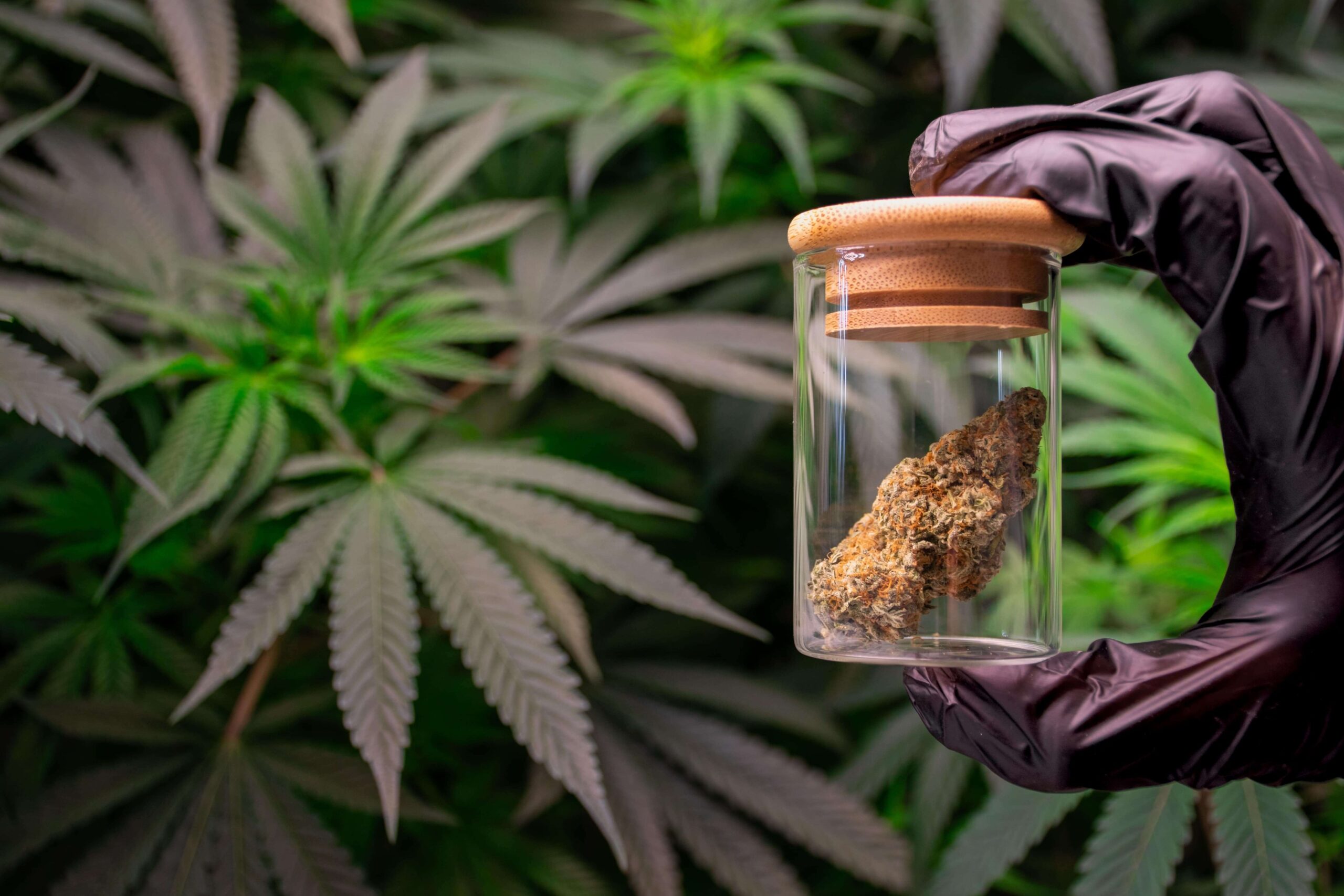 Cannabis in Sectional Title schemes