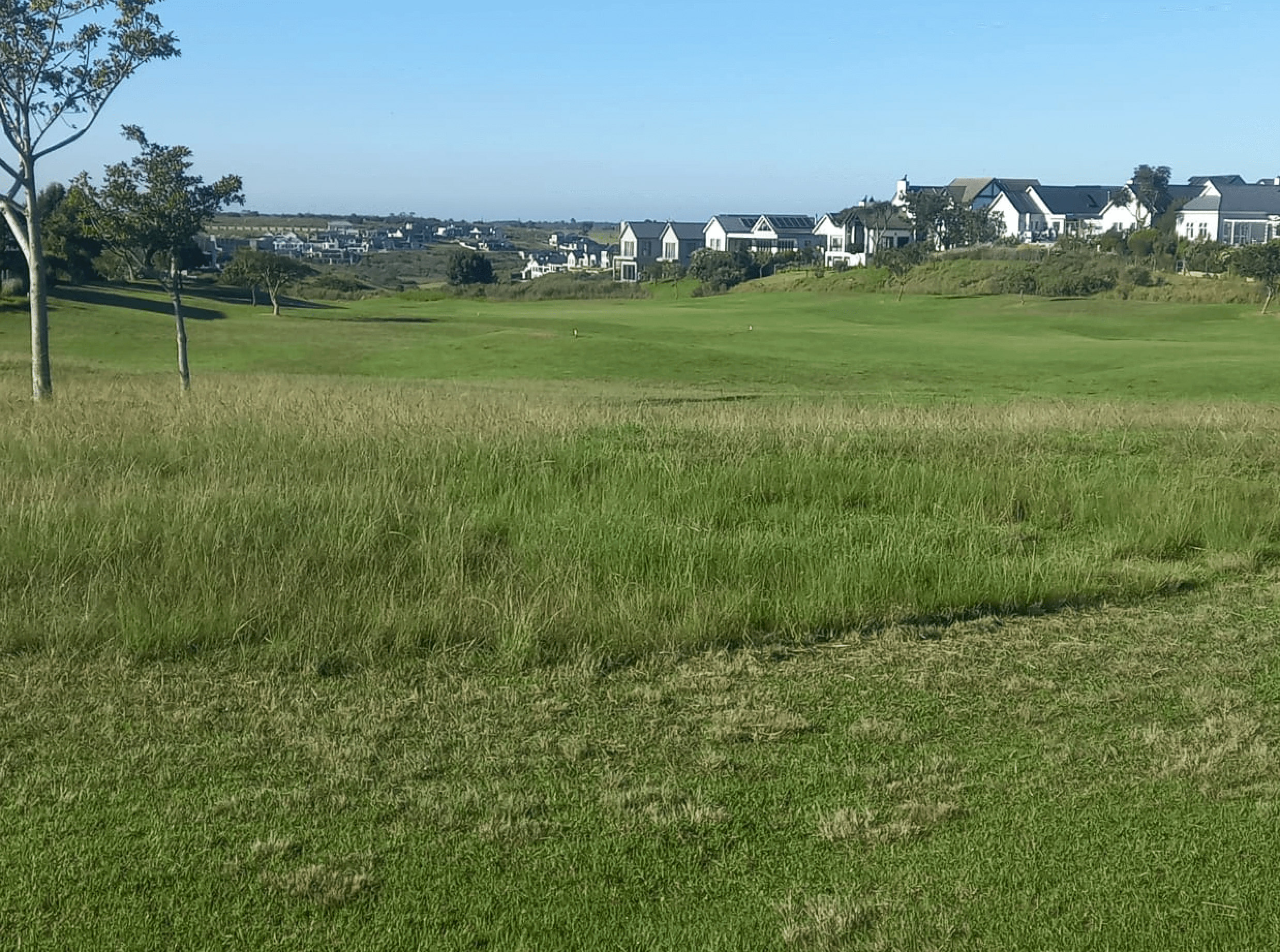 Eragrostis curvula now thrives in natural areas on the course