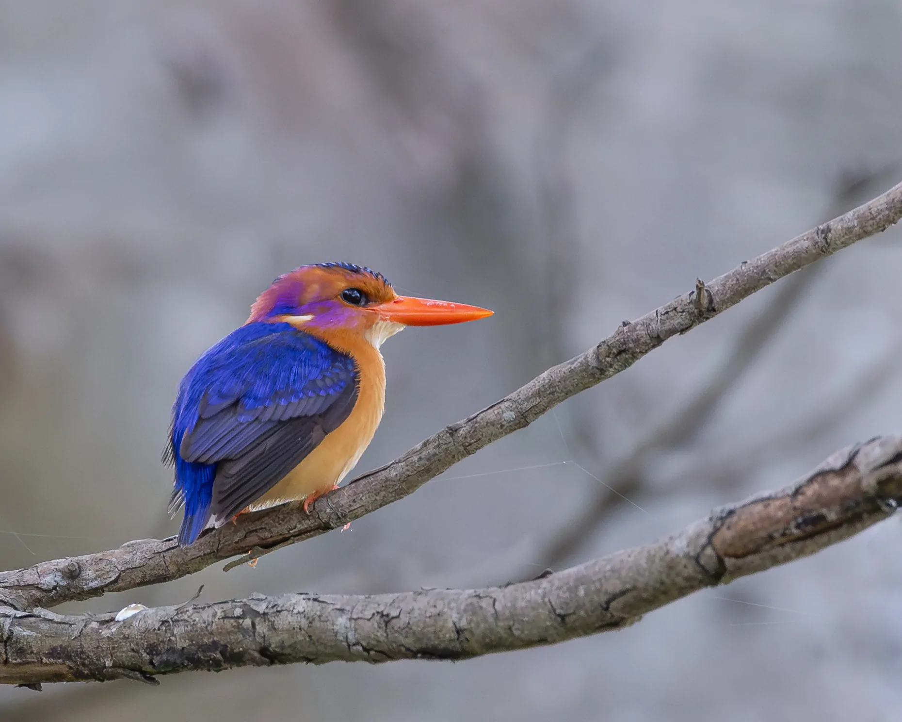 Simbithi’s Green Spaces Prove Crucial for Migrating Birds This Winter