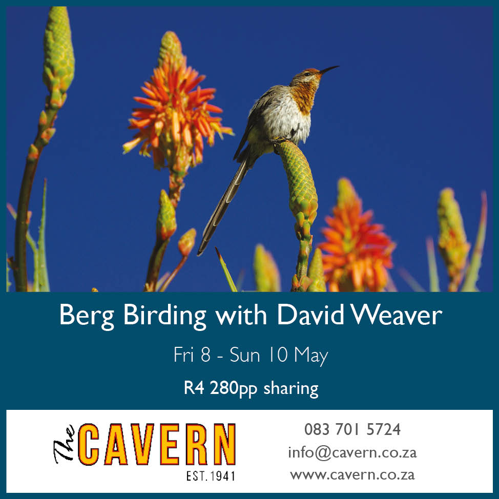 2026-05 Birding The Cavern: Experience the Northern Drakensberg