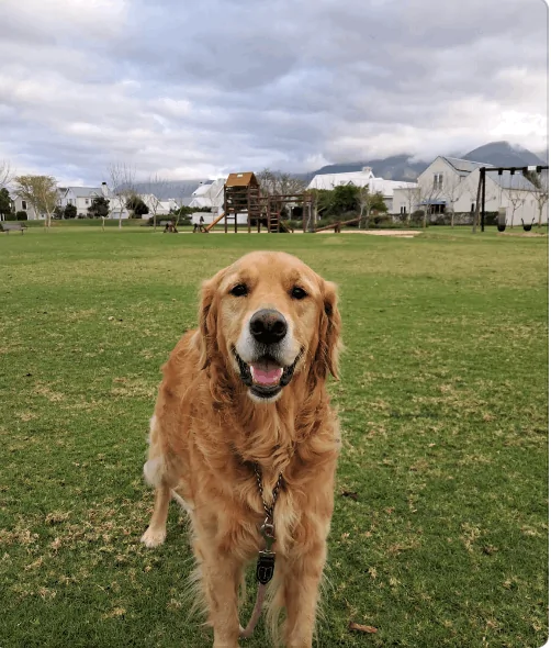 Explore the importance of managing pets in estates. Learn how to ensure a harmonious environment for all residents.