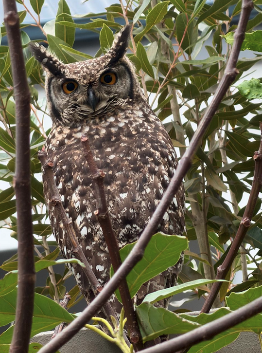 Owl spotted in resident’s garden Owl spotted in resident’s garden