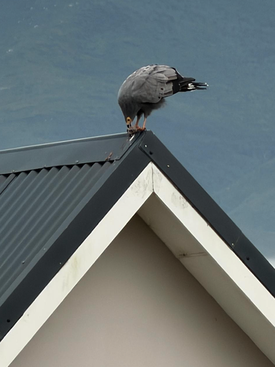 African Harrier-Hawk African Harrier-Hawk