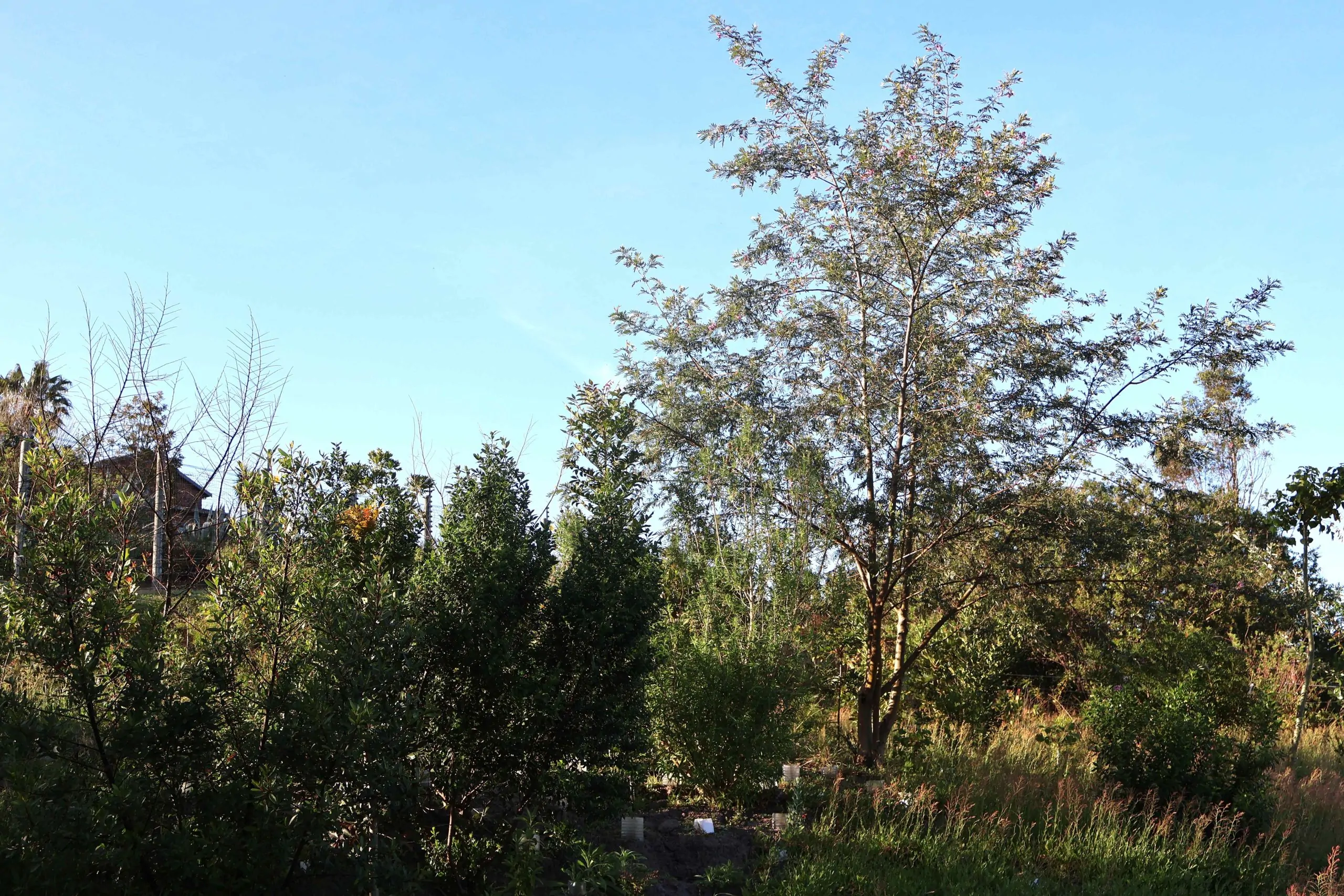 Discover how Arbour Day promotes planting indigenous trees to enhance South Africa's natural heritage and urban greening.